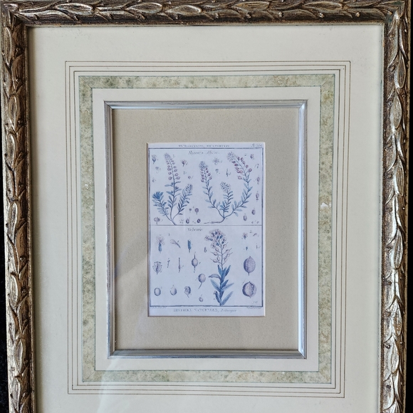 3 vintage Botanical framed prints - Picture 3 of 12